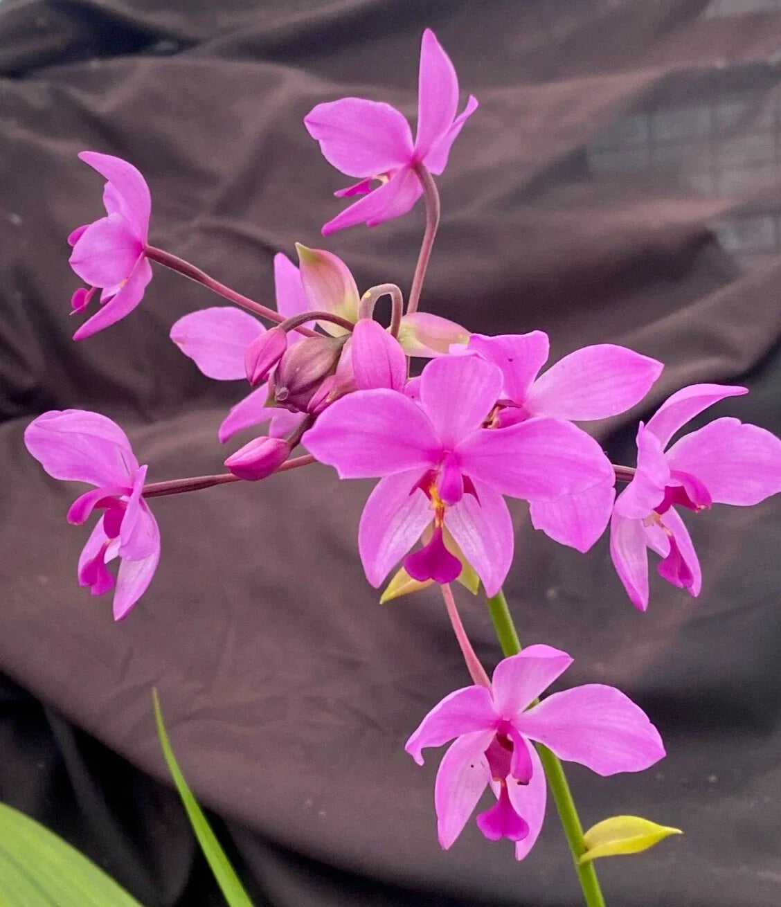 Rooted Spathoglottis Plicata Orchid Plant 3" Pot - Ground Orchid with Vibrant Purple Blooms - Terrestrial Variety