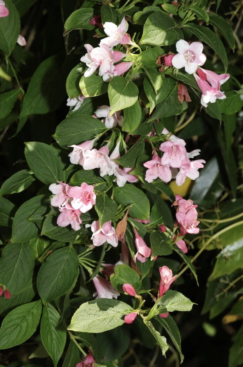 Weigela Flower Seeds - Old Fashioned Bush Shrub - Florida Variety - Weigela florida - Non-GMO Perennial Plant Seeds - 100 Seeds