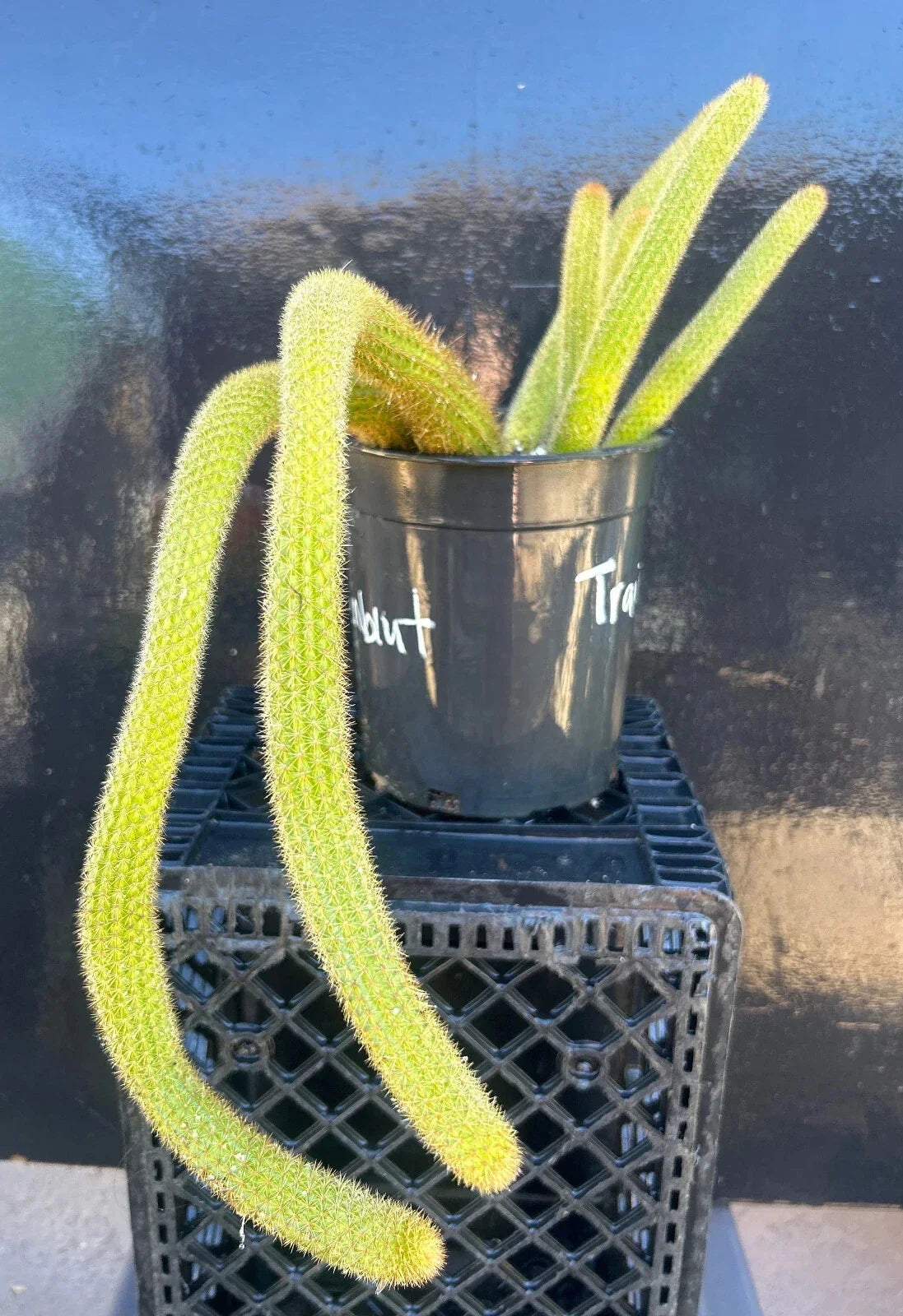 Hildewintera Traisenblut Hybrid Succulent Plant - 4-Inch Rooted - Unique Colorful Cactus - Hildewintera spp.