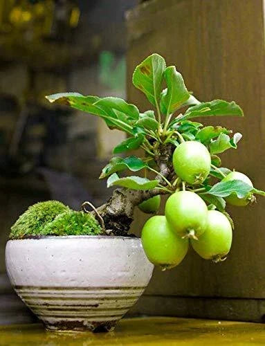 Guava Fruit Bonsai Tree Seeds - 50 Seeds - Tropical Exotic Variety - Psidium guajava - Indoor Gardening, Compact Growth