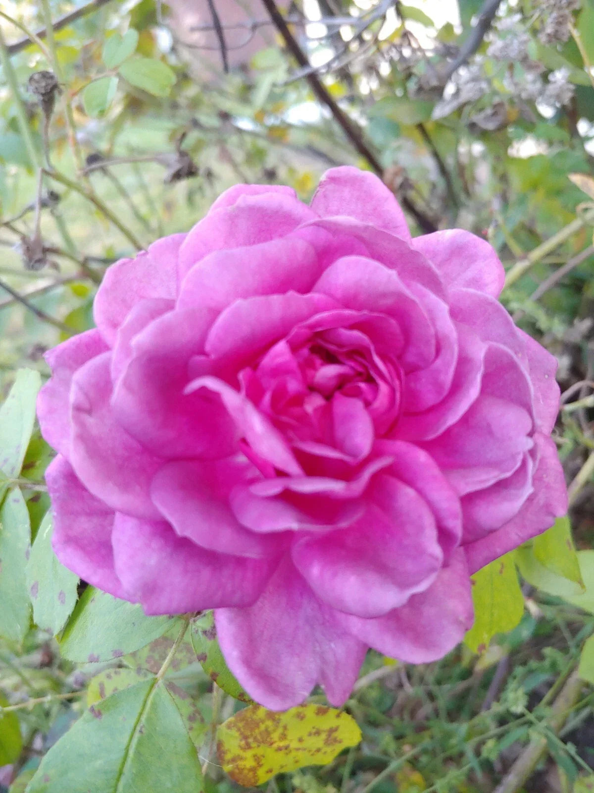 Rose Cuttings 3 Pack Lavender Crush | Fragrant Edible Jelly & Drink | Rosa 'Lavender Crush' | Garden Plants