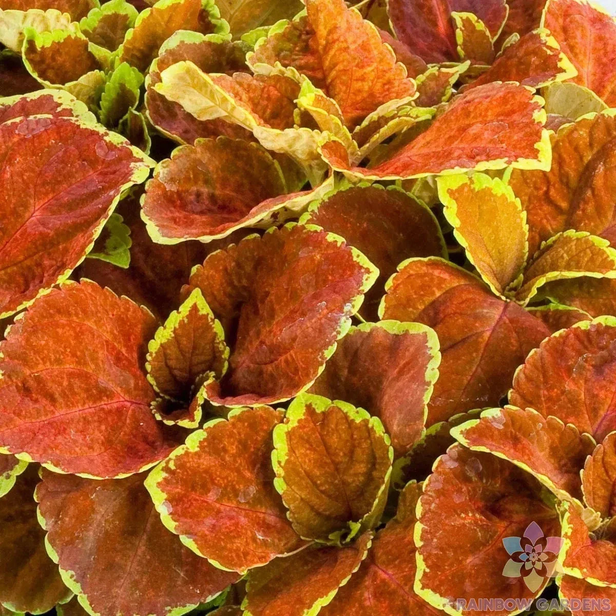 Coleus Seeds - 25+ Fairway Orange - Non-GMO, Vibrant Foliage - Coleus blumei - Perfect for Garden Planting in USA