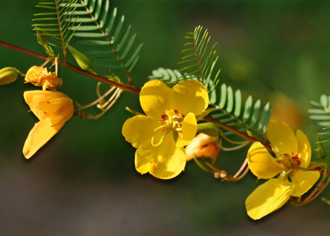 Partridge Pea Seeds - 254 Count - Chamaecrista fasciculata - Yellow Flowering Plant for Pollinator Gardens