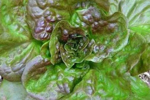 Bronze Guard Leaf Lettuce Seeds - 200 Count - Lactuca sativa - Easy to Grow Heirloom Lettuce for Home Garden