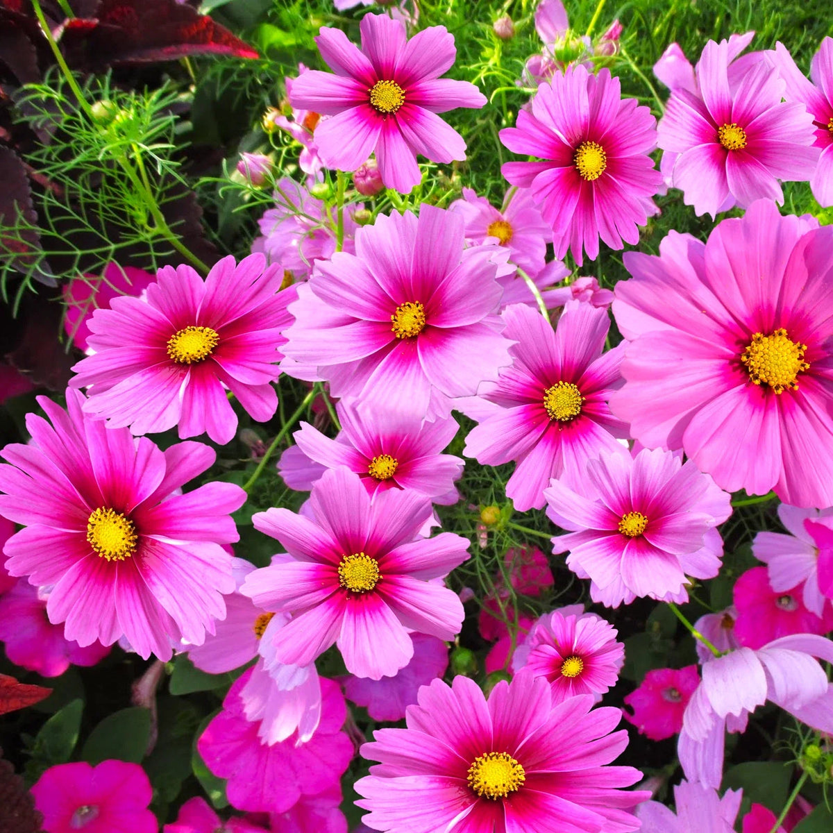 Cosmos Seeds - 50 Pack - Pink Magenta Center Sensation - Gloria Variety - Cosmos bipinnatus - Annual Flower Seeds
