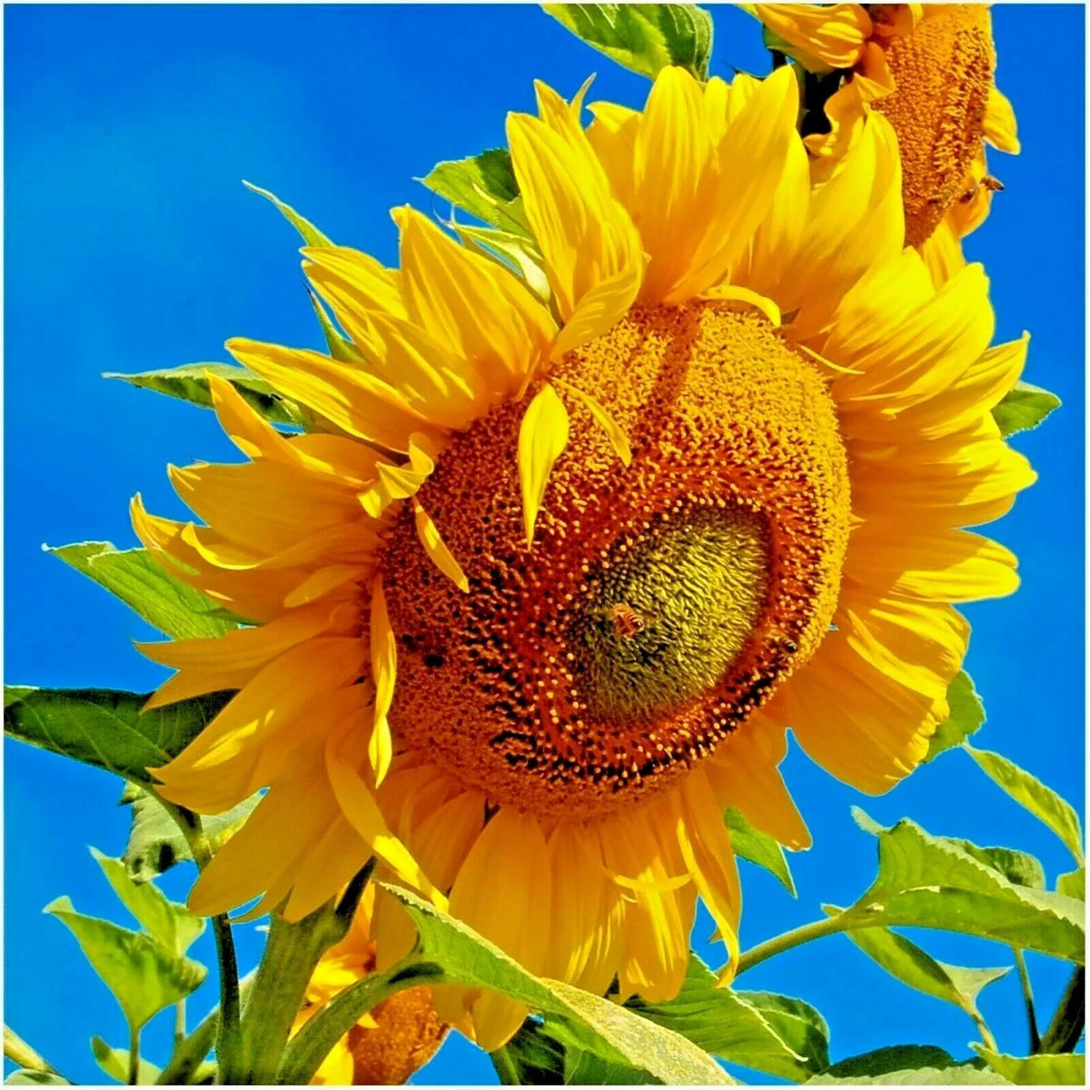 Mammoth Grey Stripe Sunflower Seeds - 50+ Organic Helianthus annuus - Easy Grow Giant Wildflower for Pollinator Gardens