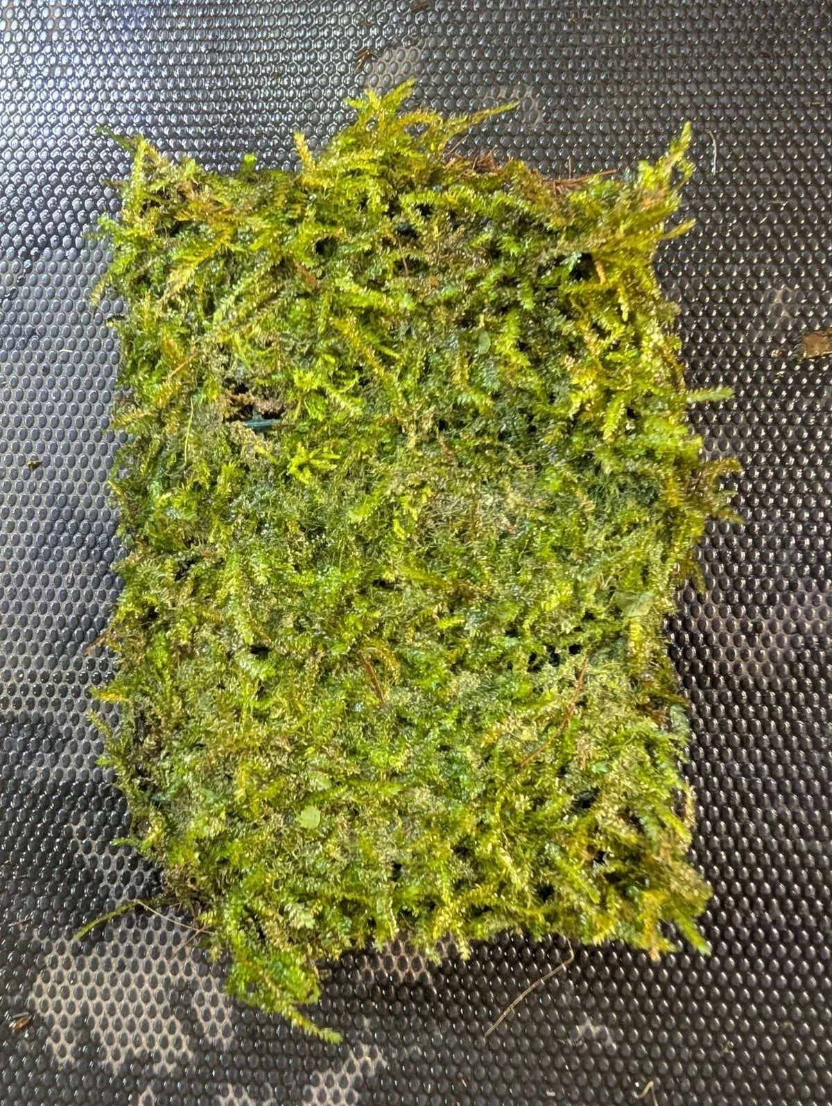 Java Moss Portion on Weighted Mat - Aquatic Plant for Aquariums - Taxiphyllum barbieri - Easy Care Freshwater Plant