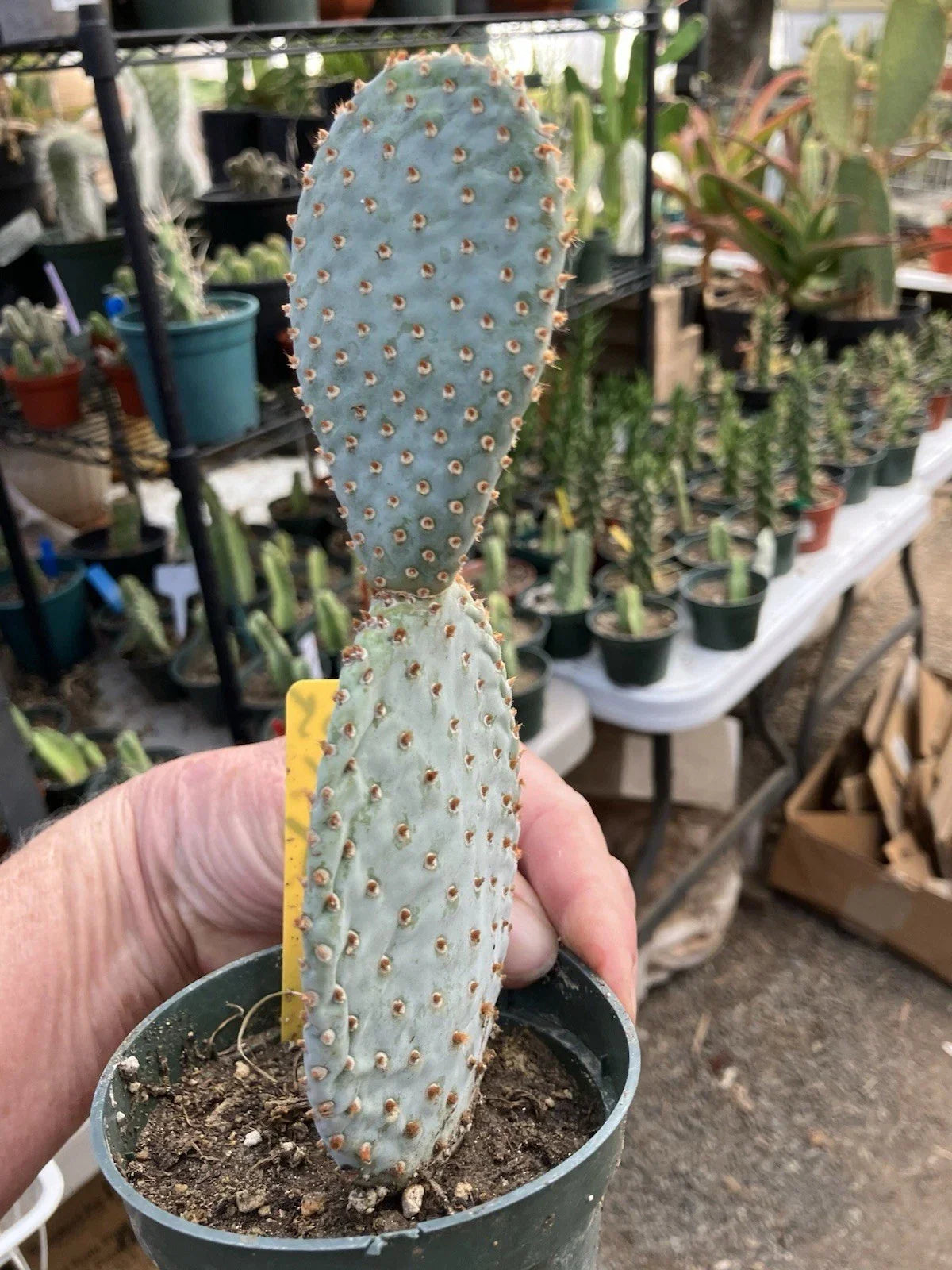 Beavertail Cactus Plant 7.5" Opuntia basilaris Succulent for Drought-Tolerant Gardens, Vibrant Pads and Blooms