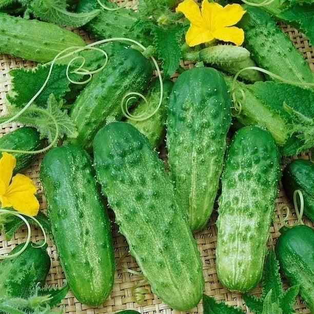 Cucumber Seeds Packet - Parisian Gherkin Variety - AAS Winner - Cucumis sativus - Mini Pickling, Crunchy Flavor, Easy to Grow