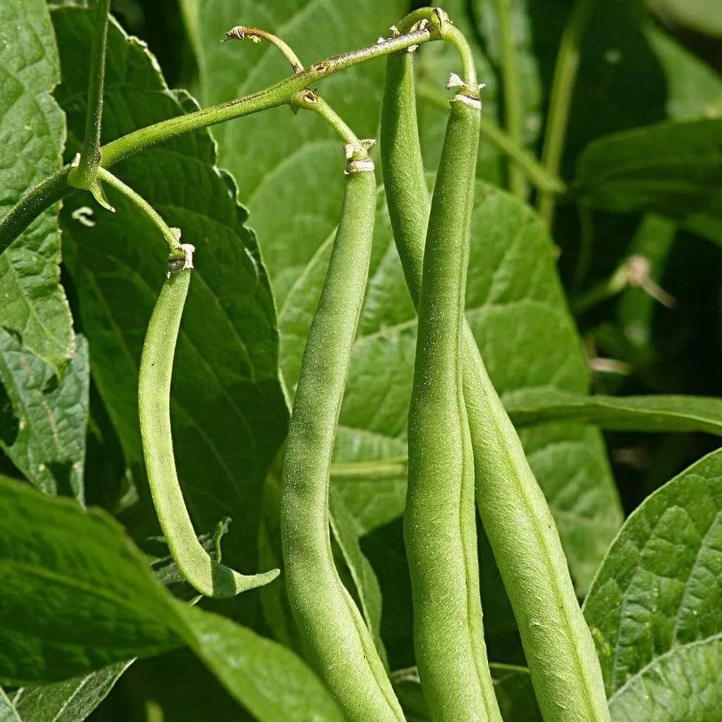 Blue-Lake Bean Seeds | Pack of 50 | High-Yielding Bush Variety | Phaseolus vulgaris | Tender, Stringless Green Beans