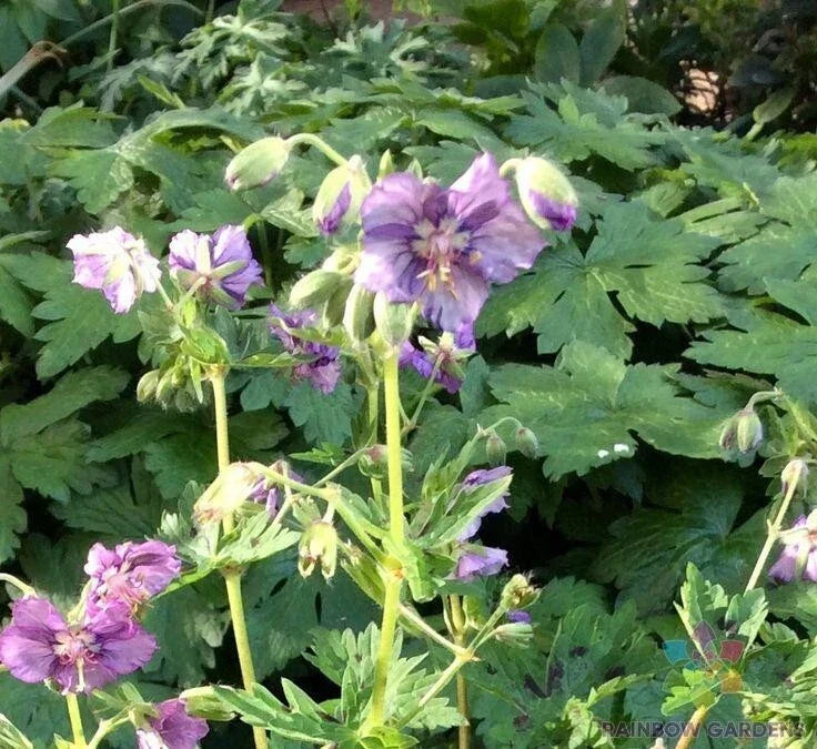 25+ Lavender Pinwheel Geranium Seeds - Pelargonium x hortorum - Non-GMO - USA Grown - Perfect for Garden Planting