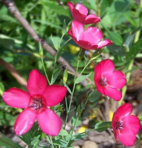 240 Scarlet Flax Seeds, Drought-Tolerant Red Flowers, Linum grandiflorum, Easy to Grow, Attracts Pollinators - GroCo USA