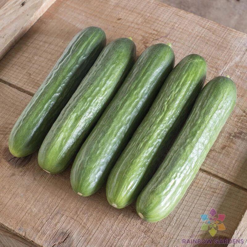 Katrina Cucumber Seeds - 25+ Pack - Cucumis sativus - Non-GMO, USA Grown, Ideal for Home Gardens and Containers