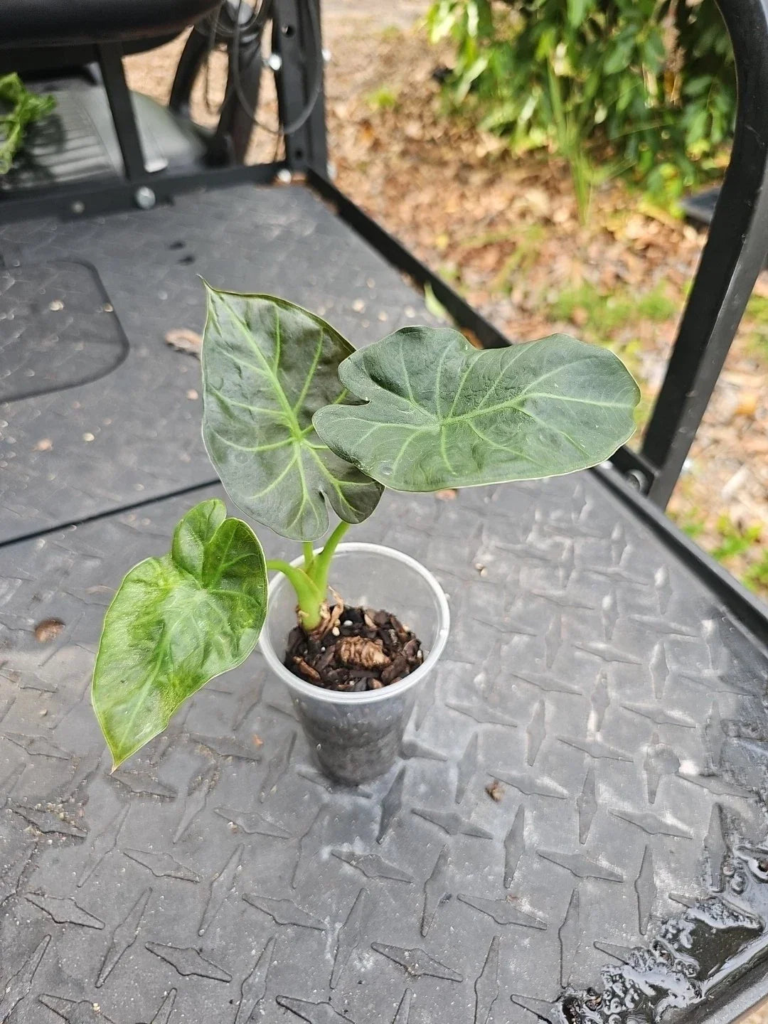 Alocasia Regal Shields Houseplant, 3" Pot, Elephant Ear, Alocasia 'Regal Shields', Tropical Indoor Plant