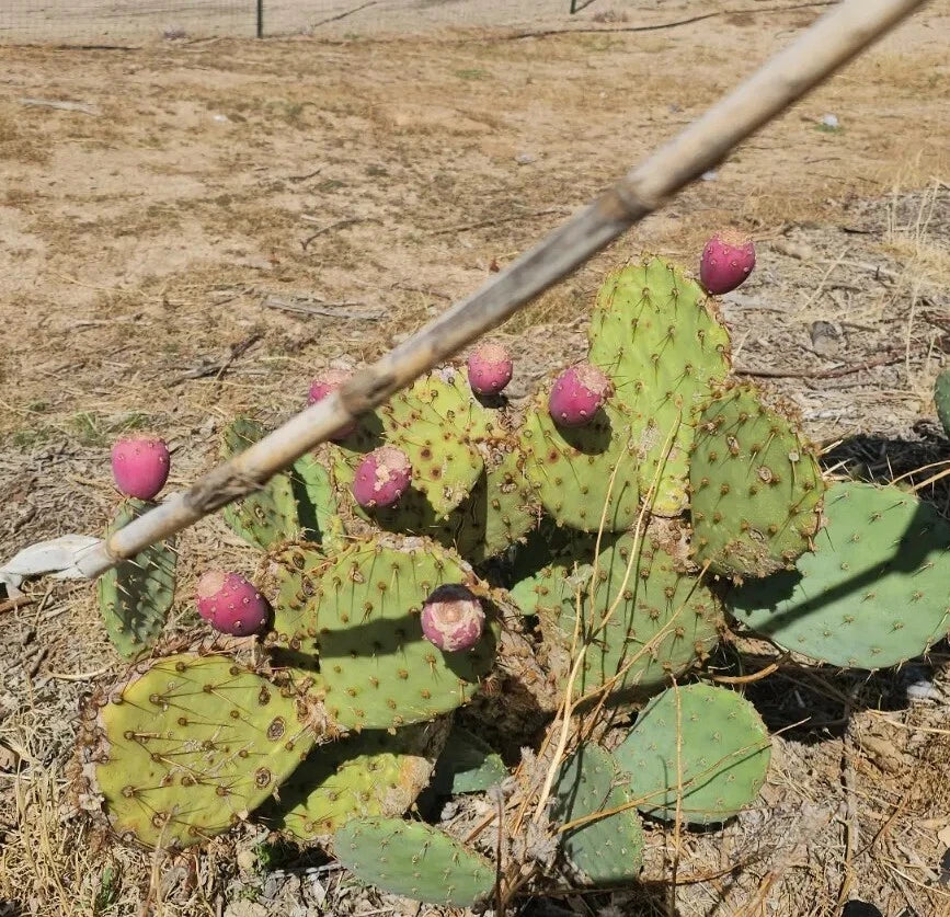 Desert Prickly Pear Cactus, 2 Pads 4-7", Cold Hardy Opuntia Phaeacantha, Tolerates -20°F, Ideal for Xeriscaping