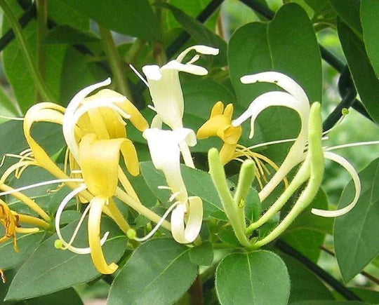 Honeysuckle Vines 4 Live Plants 6" White Yellow Flowers Lonicera japonica Fast Growing Climbing Vine Ground Cover