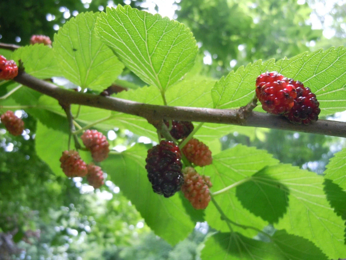 Organic Mulberry Tree Leaves - 20 Fresh Red/Black Variety for Shrimp & Caterpillar Food - Morus nigra