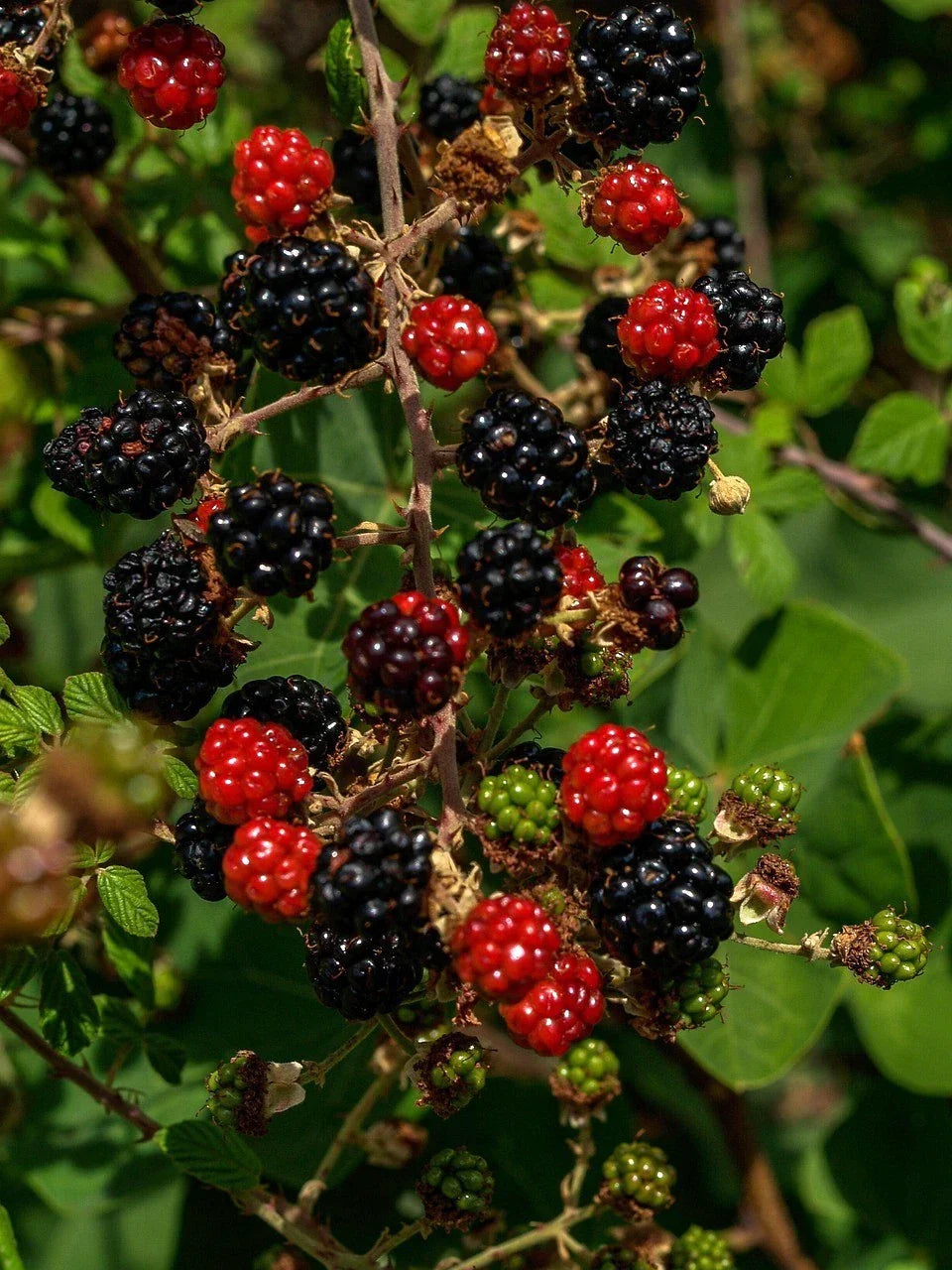 Organic Thornless Blackberry Cuttings - 6" Un-Rooted - 4 Count - Rubus fruticosus - Perfect for Home Gardens & Containers
