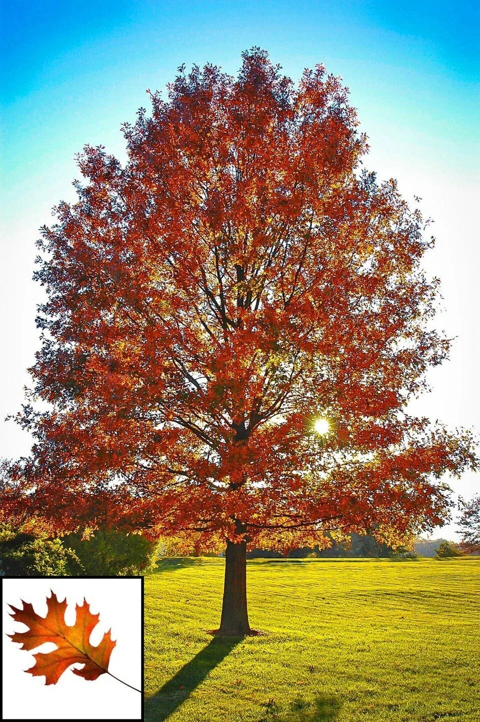 Live Pin Oak Tree 1-3 Years Old Fully Rooted Quercus palustris Decorative Native Plant for Landscaping and Shade