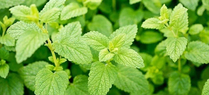 Lemon Balm Seeds 100-5000 Heirloom Herb Citrus Aroma Melissa officinalis Natural Mosquito Repellent Gardening