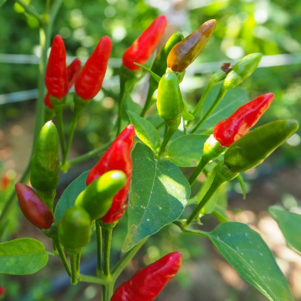 Birdseye Chili Pepper Seeds - 50+ Hot Seeds for Spicy Dishes | Capsicum frutescens