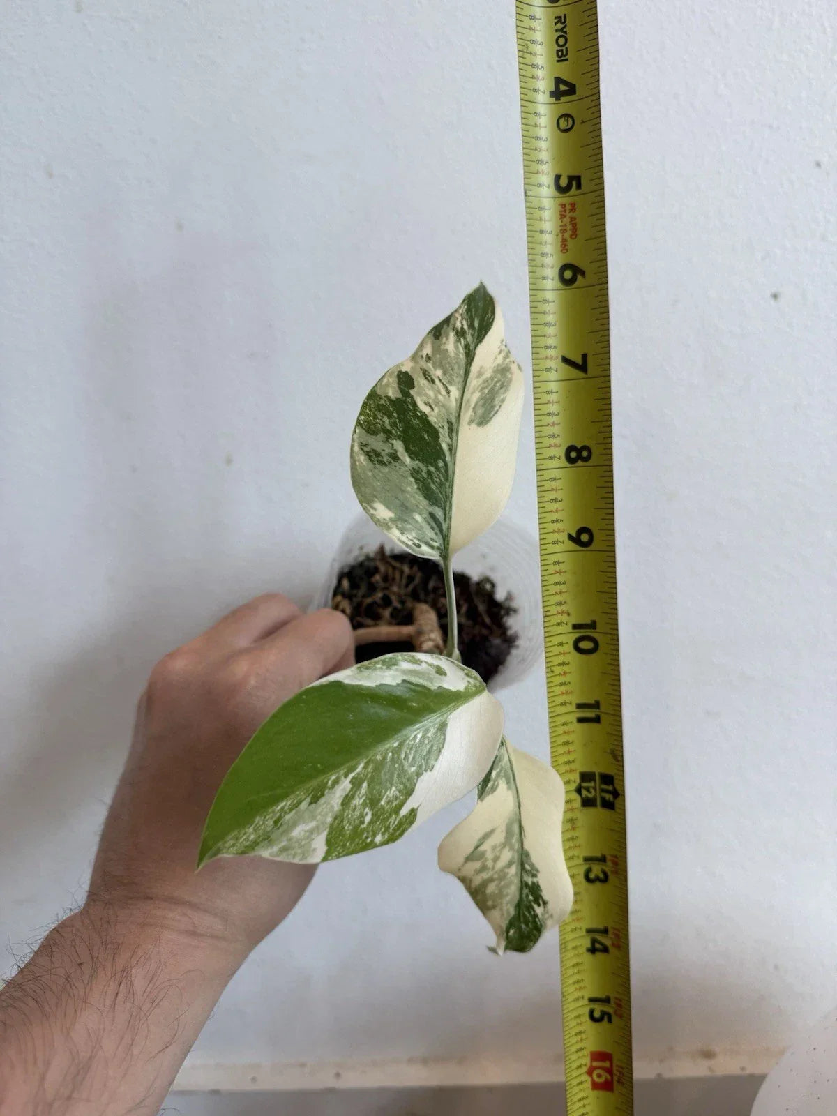 Rooted Variegated Monstera Albo Borsigiana Plant - 6-Inch Pot - Monstera Deliciosa 'Albo Borsigiana' - Rare Houseplant