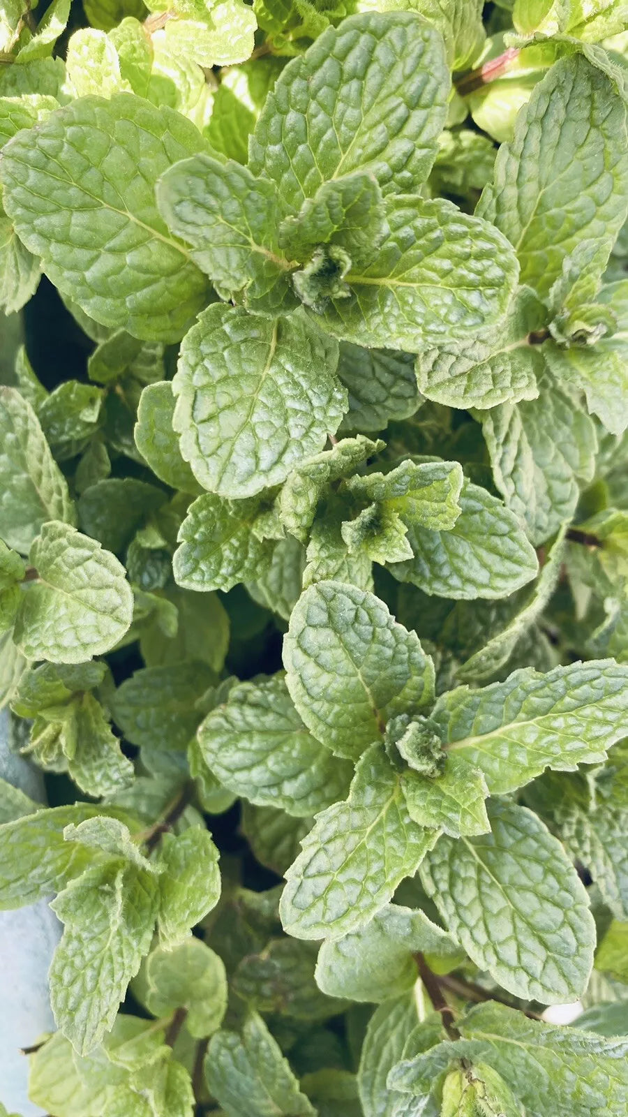 Live Peppermint Plants - 10 Bare Root Organic Mojito Mint - Mentha × piperita - Fresh Culinary Herb for Garden