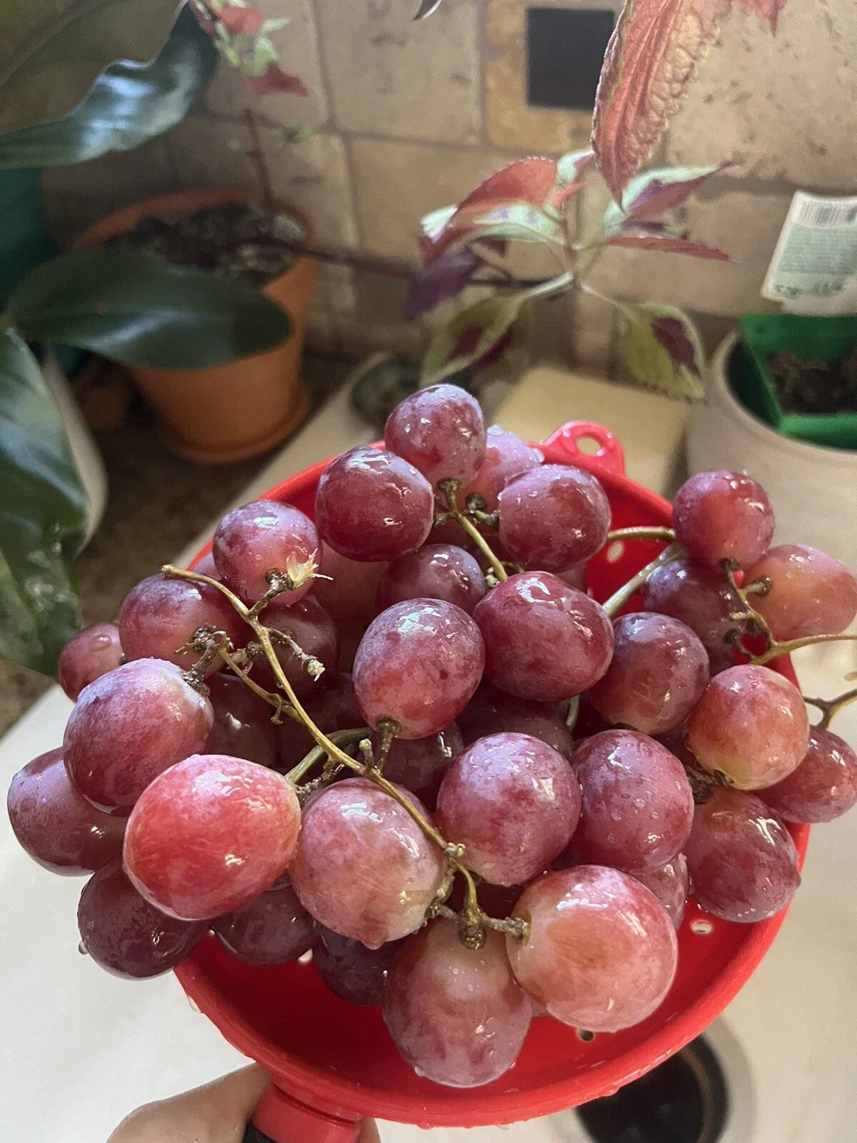 Giant Red Globe Grape Seeds 25 Pack | Vitis Vinifera | Sweet Table Fruit for Jelly Making