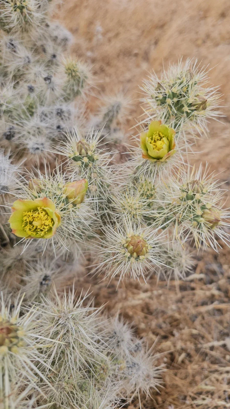 Silver Cholla Branches, 3 Pieces, Drought-Resistant Cactus Decor, Cylindropuntia Echinocarpa, 6-10 Inches Long