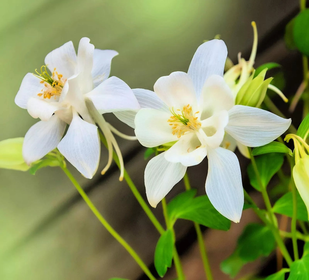 Columbine Seeds - Crystal White Variety - Aquilegia caerulea - Vibrant Wildflowers for Garden Planting