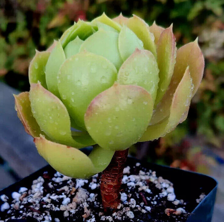 Potted Aeonium Plant - 4" Greenovia Succulent - Rose Bud Appearance - Aeonium arboreum