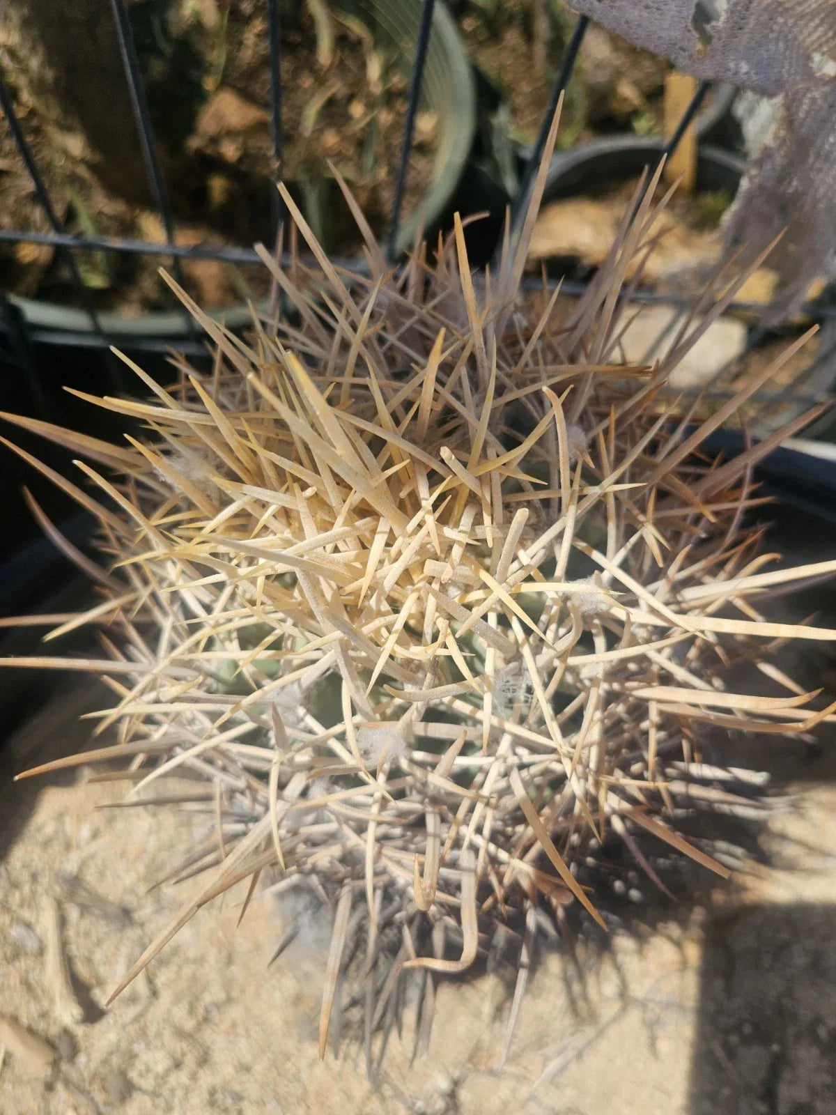 E. Xeranthemoides Cactus 6" Pot, Unique Easy Care Succulent, Echinopsis xeranthemoides, Drought-Tolerant Houseplant