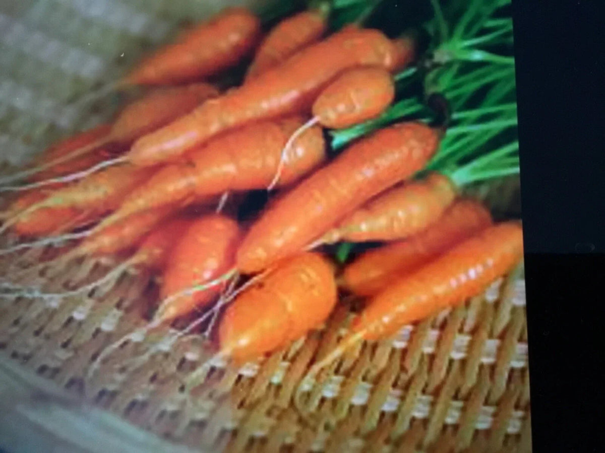 Baby Carrot Seeds 200 Count - Organic Heirloom Daucus carota - Sweet Tender Variety for Home Gardening