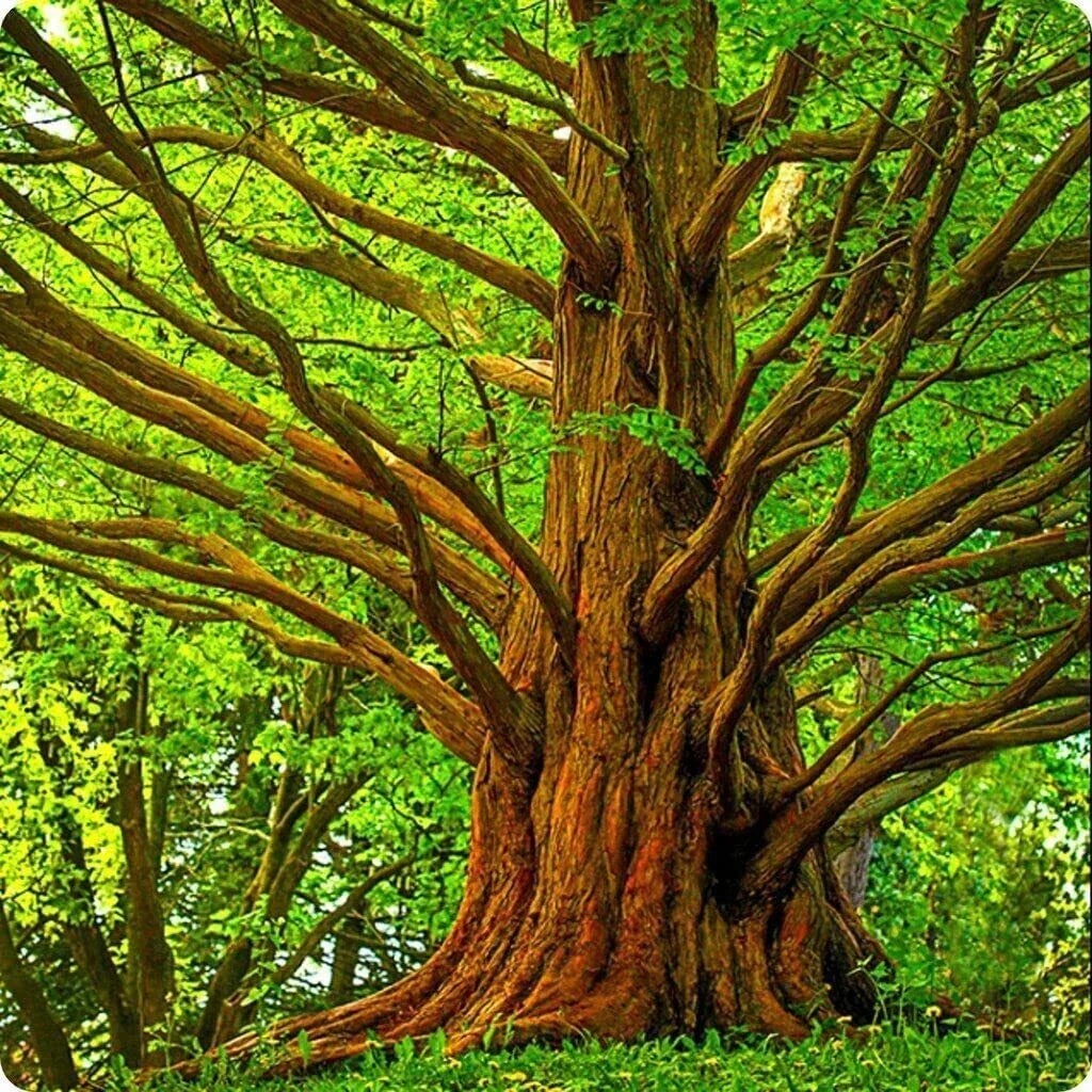 Dawn Redwood Tree Seeds - 30 Seeds - Metasequoia glyptostroboides - Fast-Growing Sequoia Tree - Ships from USA