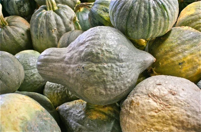 Green Hubbard Squash Seeds - 25 Non-GMO Seeds - Cucurbita maxima - Fresh Vegetable Variety for Home Gardens