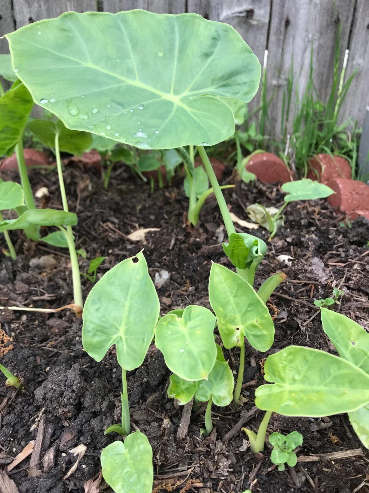 Bac Ha Plants Starter Set - 3 Edible Doc Mung Culinary Leaves - Vigna radiata - Perfect for Gardens and Containers