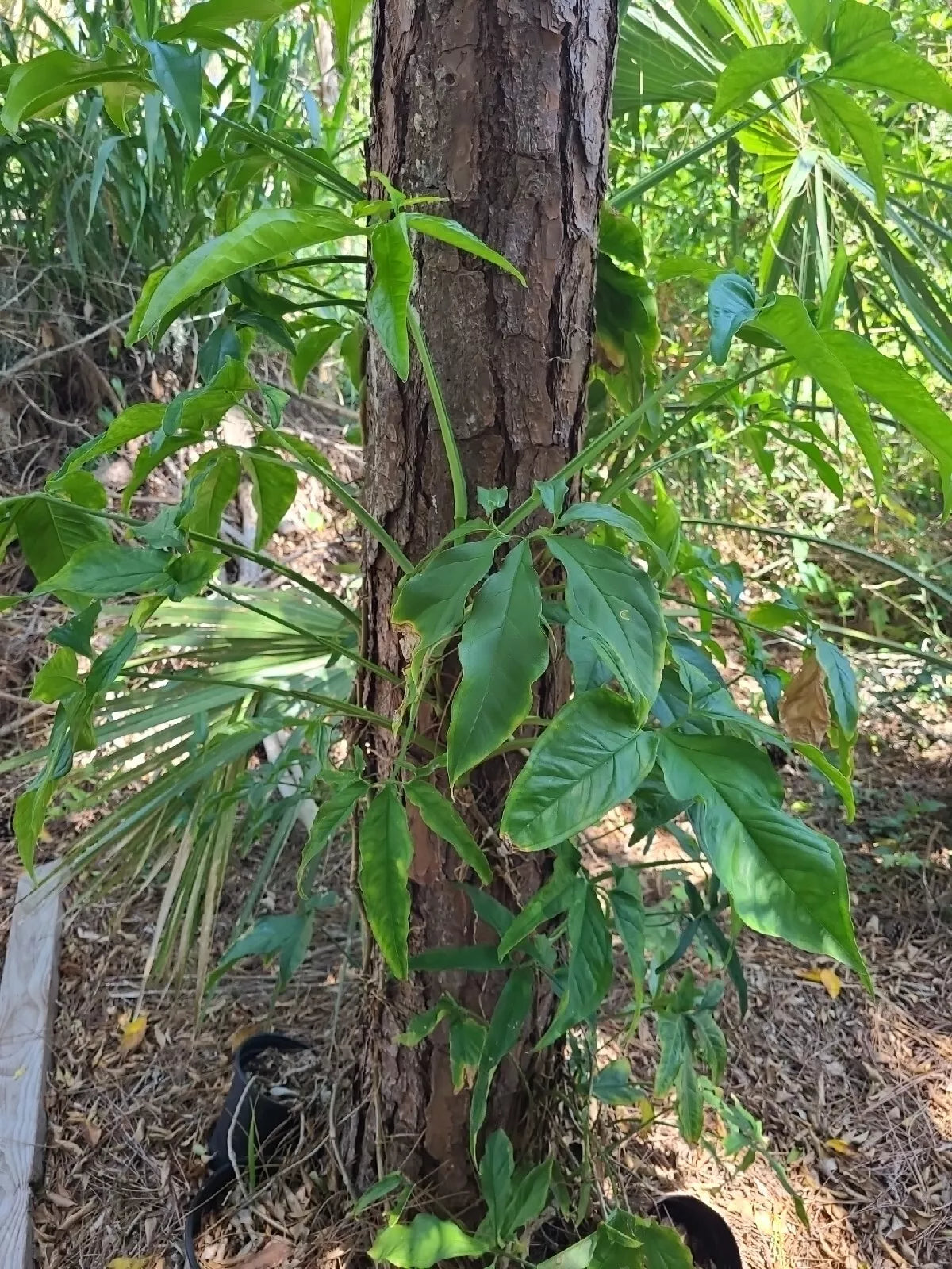 Syngonium Angustatum Cutting - 1 Node Variegated Little Star Five Finger - Fresh Plant Cutting for Easy Propagation