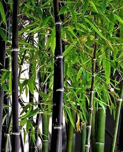 Black Bamboo Seeds - 300+ Jumbo Pack - Fast Growing Exotic Plants - Phyllostachys nigra - Perfect for Privacy Screens