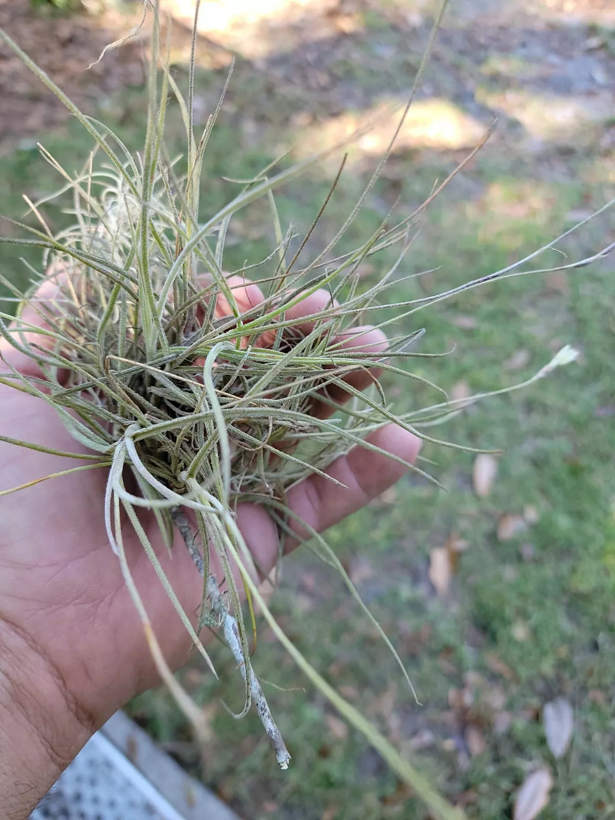 Large Live Tillandsia Air Plant Cluster - Organic Ball Moss Terrarium - Tillandsia - Easy Care Indoor Plant