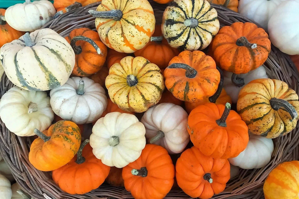Mini Mix Pumpkin Seeds Blend - Tiger, White, Jack Be Little, Red Spot, Baby Boo - Cucurbita pepo Seed Packet