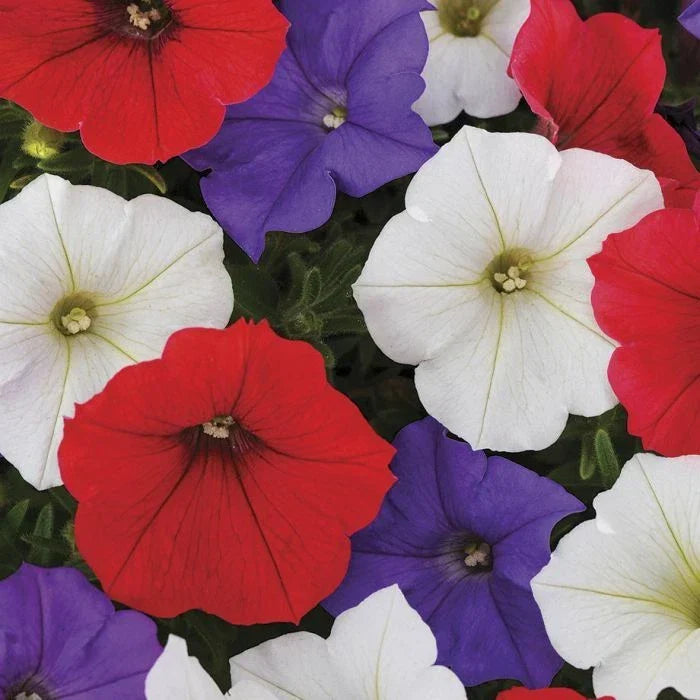 Petunia Seeds - 50 Pack Red White Purple Mix - Petunia x hybrida - Vibrant Garden Flowers - US Seller