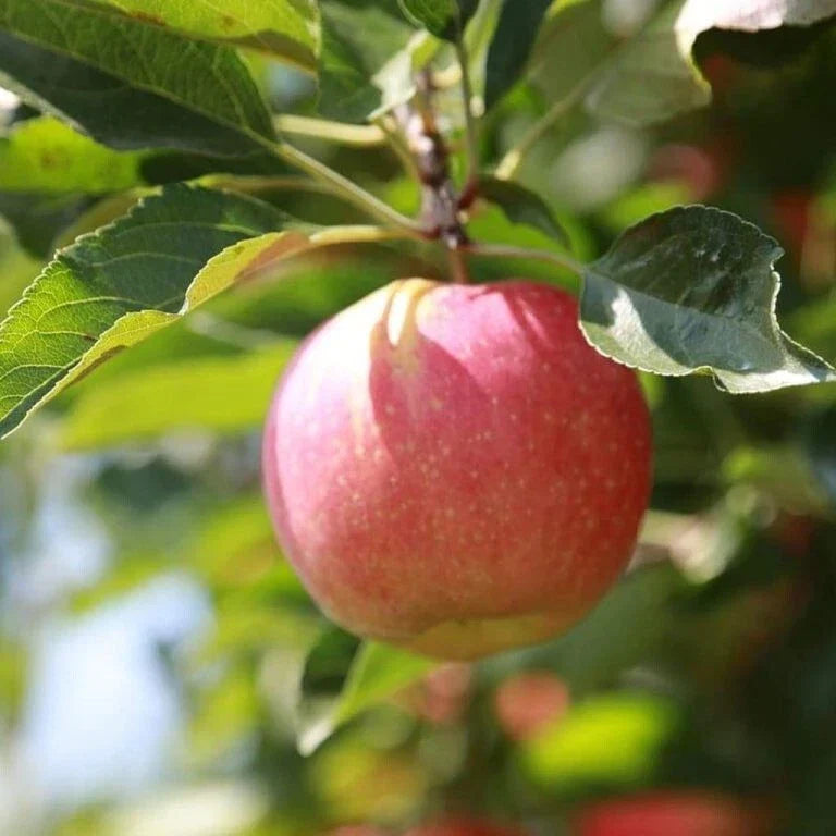 Stayman Winesap Apple Tree Seedling - Gallon Pot - Malus domestica - Easy to Grow, Self-Pollinating, Juicy Apples