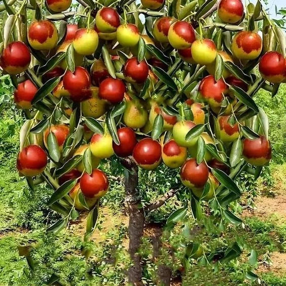 10 Jujube Fruit Tree Seeds - Red Chinese Date, Superfruit, Fast Hardy - Ziziphus jujuba, Ideal for Home Gardens