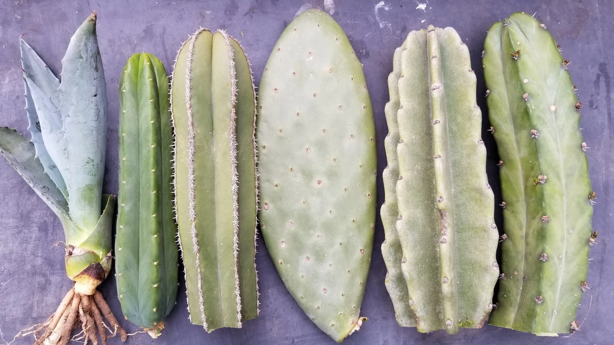 Mixed Cactus Tip Cuttings 5 Pack - Unrooted 10–11.5 Inch Assorted Desert Cactus Starter for Propagation - Assorted Cactus Species