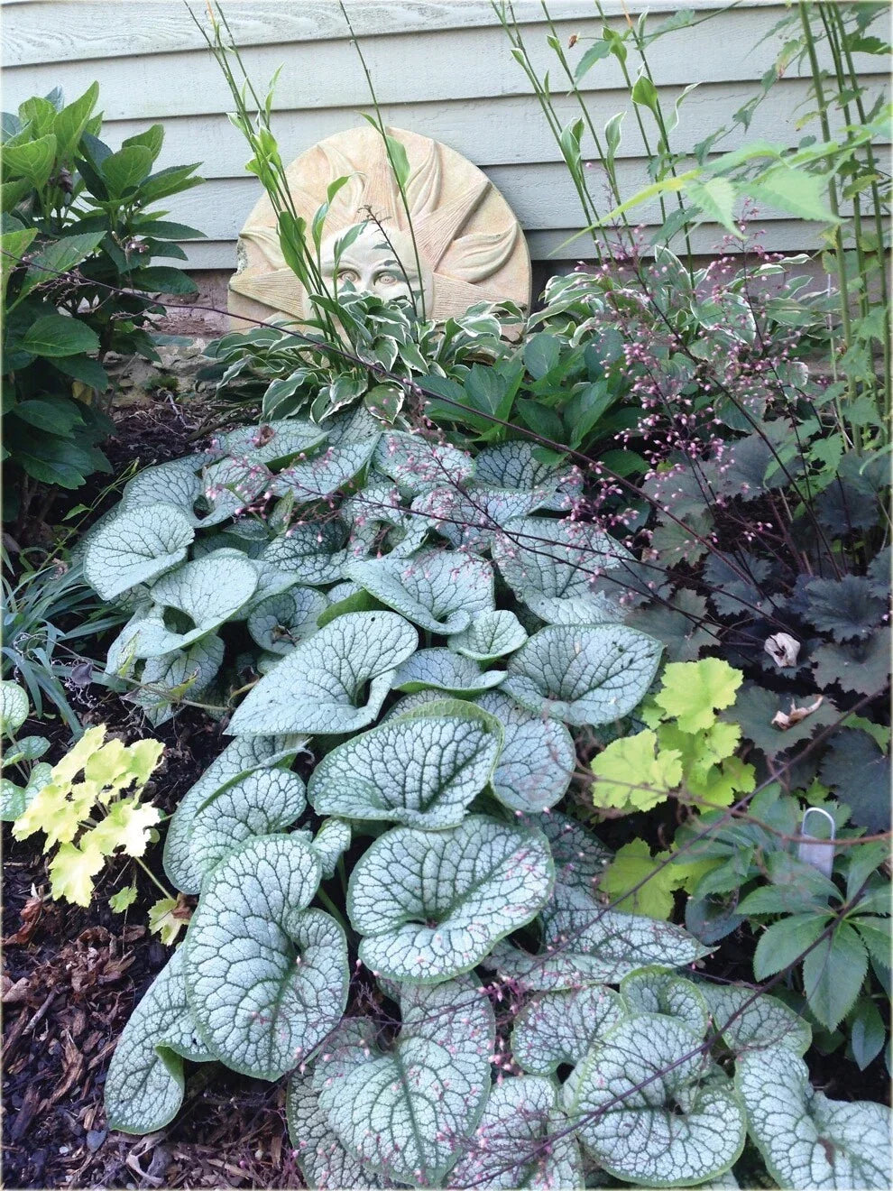 Brunnera ‘Sea Heart’ Live Starter Plant, Hardy Shade Perennial with Silver Heart Leaves & Blue Flowers, False Forget-Me-Not