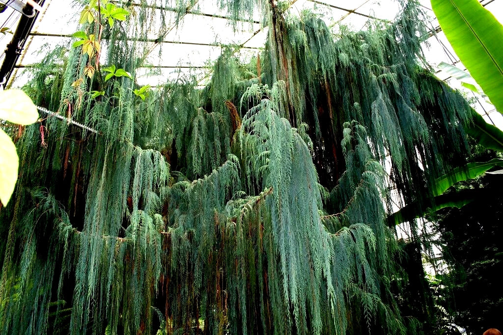 Kashmir Bhutan Weeping Cypress Tree Seeds - Blue Evergreen - Cupressus Cashmeriana - 20 High-Quality Seeds for Landscaping