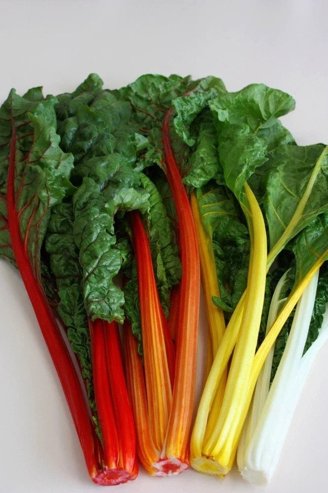 Swiss Chard Seeds - 50 Pack - Orange Fantasia - Bright Orange Stems - Beta vulgaris subsp. cicla - Ideal for Salads
