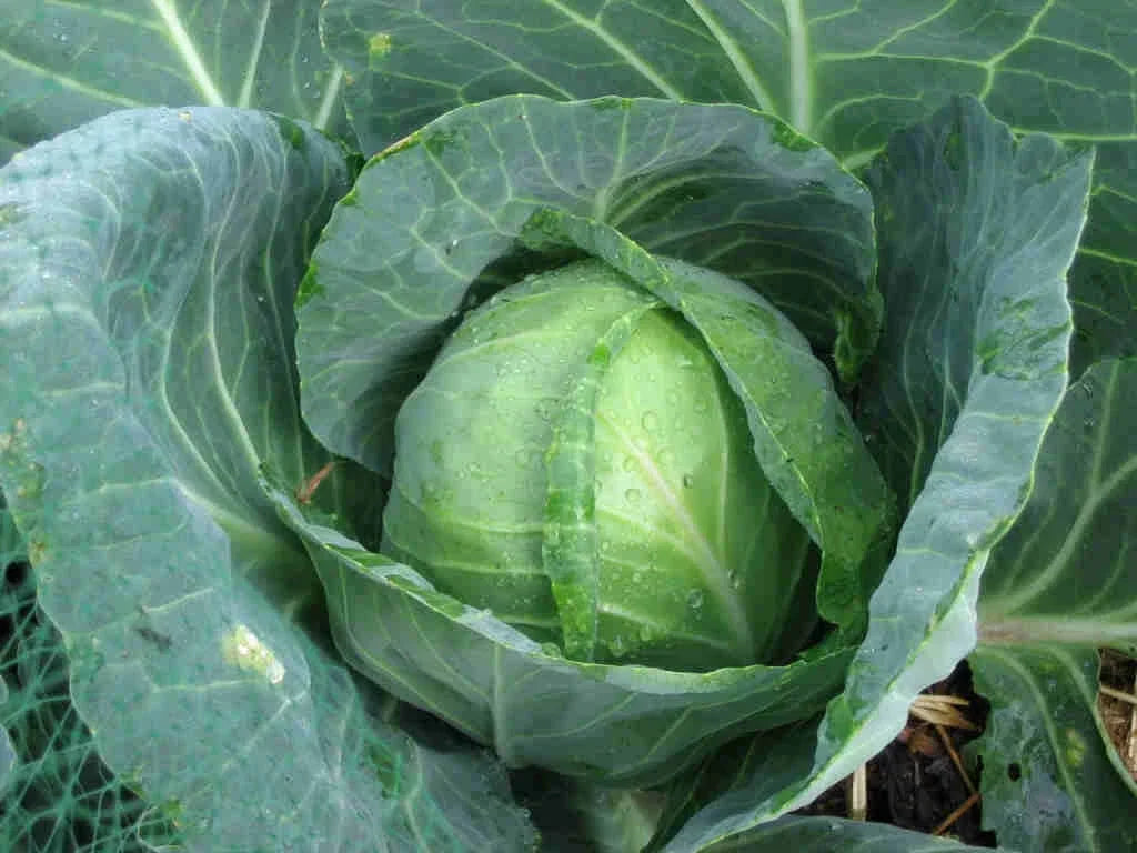 Golden Acre Cabbage Seeds - Brassica oleracea - High Germination - Compact Round Heads for Home Gardening