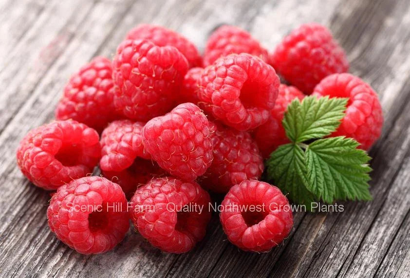 Caroline Raspberry Plants - 2 Year Old Bare Root Canes - Large Sweet Berries - Rubus idaeus 'Caroline' for Home Gardens