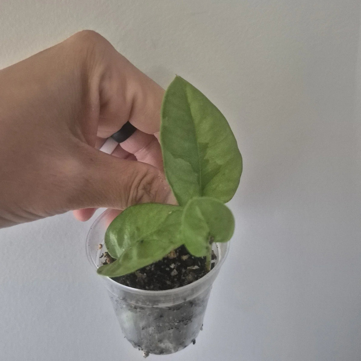 Mystery Pothos Starter Plant 2 Inch Pot | Variegated Green Foliage | Epipremnum aureum | Easy Care Indoor Houseplant